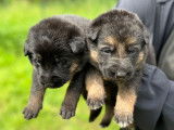 Chiots Berger Allemand poils court