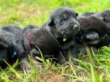 Chiots Berger Allemand poils court