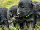 Chiots Berger Allemand poils court