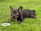 Chiots Bouledogue Français à vendre