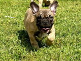 Chiots Bouledogue Français à vendre