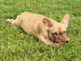femelle chocolat masked fawn bouledogue français