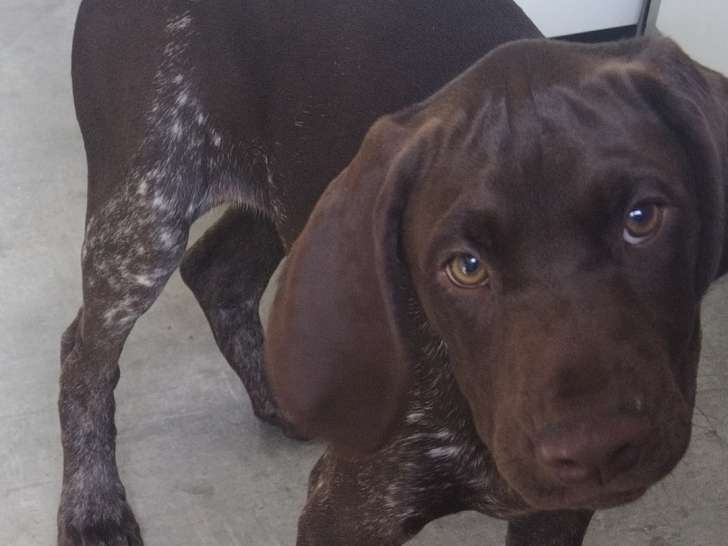 Chiots mâles Braque Allemand à vendre
