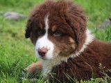 Chiot Berger Américain Miniature LOF à vendre