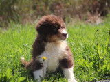 Chiot Berger Américain Miniature LOF à vendre