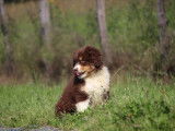 Chiot Berger Américain Miniature LOF à vendre