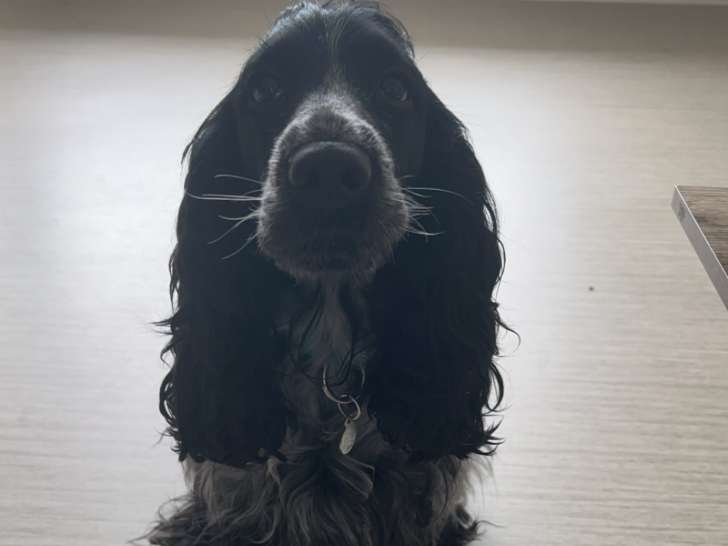 Femelle Cocker cherche mâle Cocker pour saillie