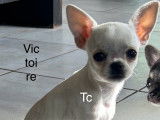 Chiots Chihuahua &agrave; vendre