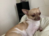 Mâle Chihuahua disponible pour saillie