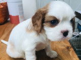 4 chiots m&acirc;les Cavalier King Charles blenheim &agrave; vendre