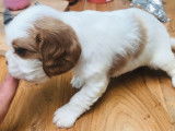 4 chiots m&acirc;les Cavalier King Charles blenheim &agrave; vendre