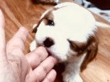 4 chiots m&acirc;les Cavalier King Charles blenheim &agrave; vendre