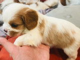 4 chiots m&acirc;les Cavalier King Charles blenheim &agrave; vendre