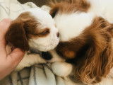 4 chiots m&acirc;les Cavalier King Charles blenheim &agrave; vendre