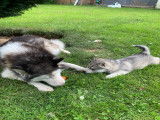 Chiots Husky Sibérien à vendre