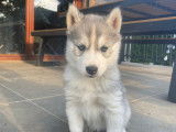 Chiots Husky Sibérien à vendre