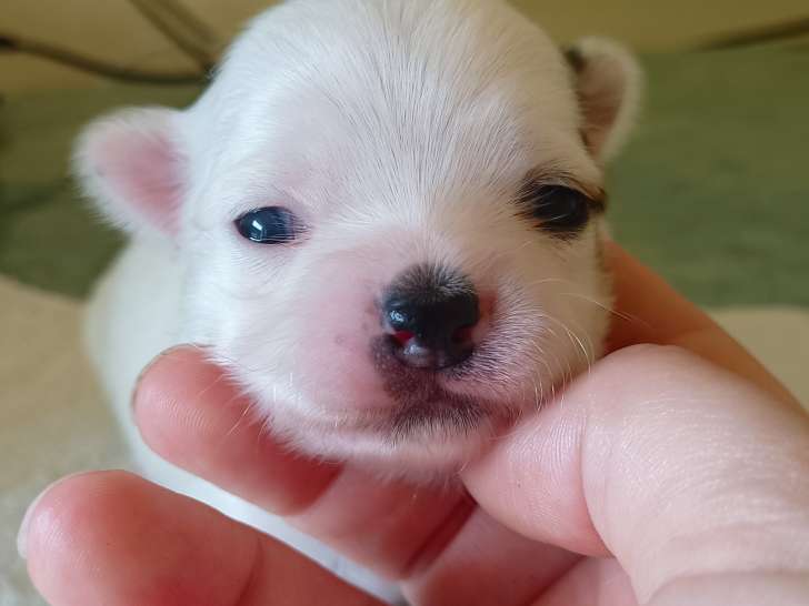 Chiots Chihuahua à vendre