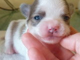 Chiots Chihuahua à vendre