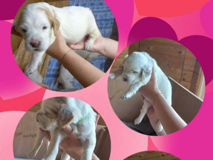 Chiots Setter Anglais LOF à vendre