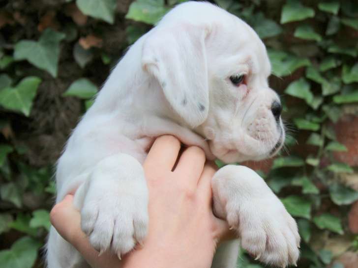 Chiots  Boxer LOF à vendre