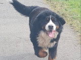 Shadow, mâle Bouvier Bernois disponible pour saillie