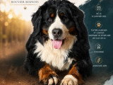 Shadow, mâle Bouvier Bernois disponible pour saillie