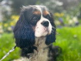 Femelle Cavalier King Charles disponible pour saillie