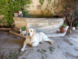 Mâle Golden Retriever disponible pour saillie