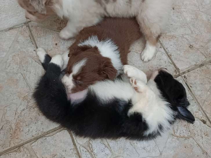 Chiots Berger Australien LOF à vendre