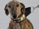 Rufian, Galgo Espanol merveilleux à adopter