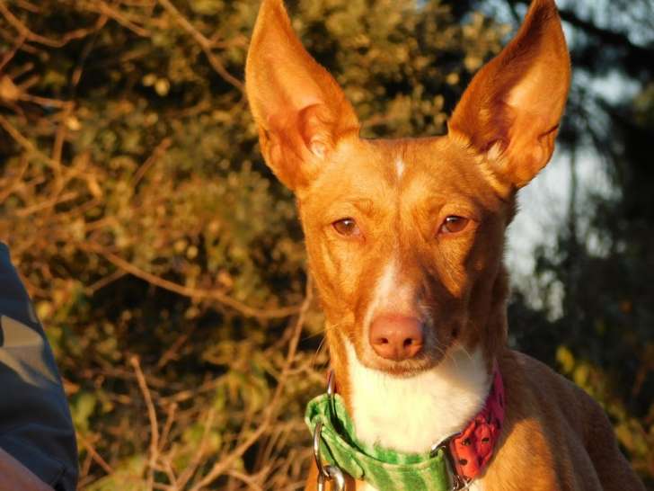 Dina, jolie et gentille petite Podenca  de 10 kg à adopter