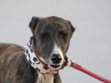 Jhonson, beau Galgo bringé et adorable à adopter