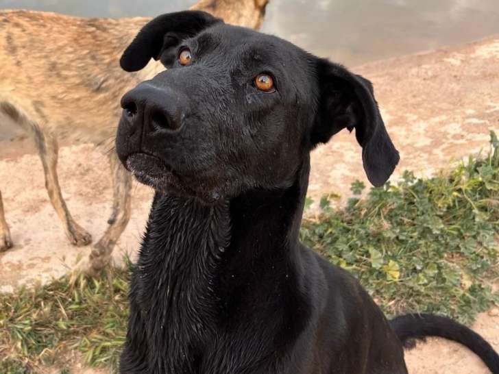 Lauca, chienne avec un super caractère et très affectueuse à adopter