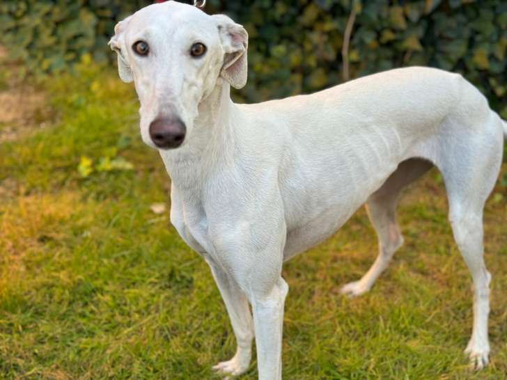 Fiestera, magnifique Galga équilibrée à adopter