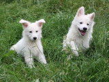 Chiots de race Berger Blanc Suisse à vendre (2 femelles)