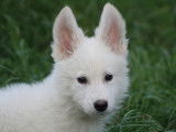Chiots de race Berger Blanc Suisse à vendre (2 femelles)