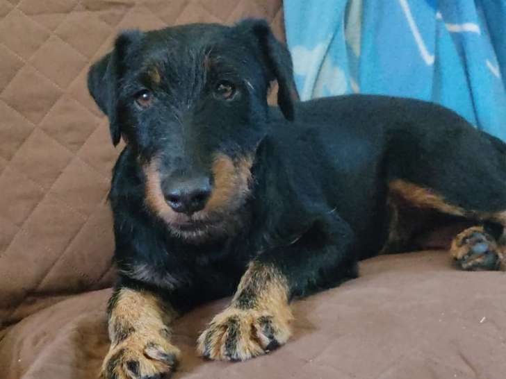 Parker, chien reconnaissant et très propre à adopter