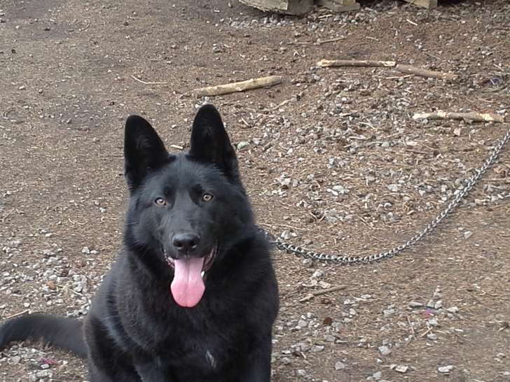 Chienne Berger Allemand à vendre