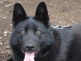 Chienne Berger Allemand à vendre