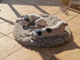 Chiots Staffordshire Bull Terrier à réserver