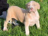 Chiots American Bully XL et XXL à vendre