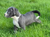 Chiots American Bully XL et XXL à vendre