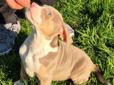 Chiots American Bully XL et XXL à vendre