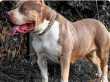 Chiots American Bully XL et XXL à vendre