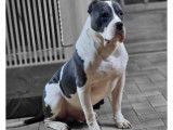 Chiots American Bully XL et XXL à vendre