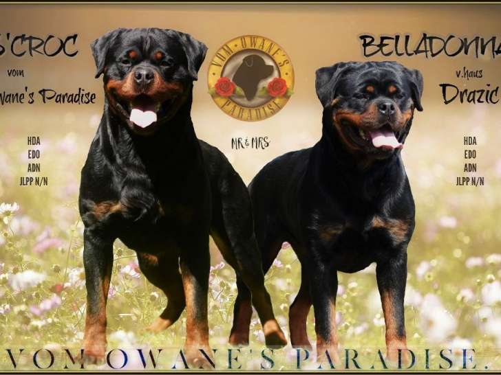 Chiots Rottweilers à réserver