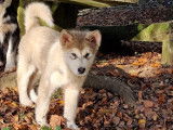 Chiots Malamute d'Alaska à vendre