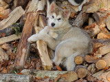 Chiots Malamute d'Alaska à vendre