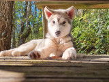 Chiots Malamute d'Alaska à vendre
