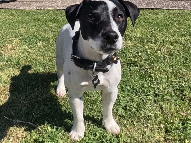 Magnifique petit étalon Jack Russel Terrier LOF confirmé pour saillie